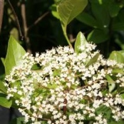 Viburnum 'Oneida'