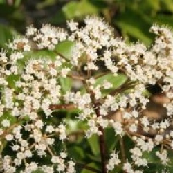 Viburnum 'Oneida'
