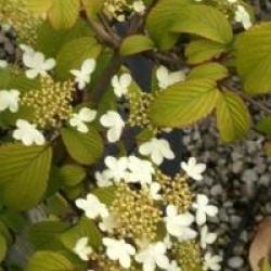 Viburnum plicatum f. tomentosum Kilimanjaro � - Viorne Kilimanjaro 