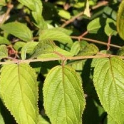 Viburnum plicatum f. tomentosum Kilimanjaro �