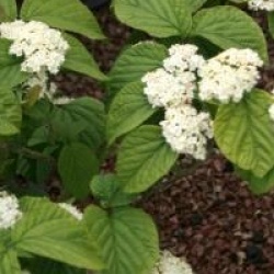 Viburnum wrightii 