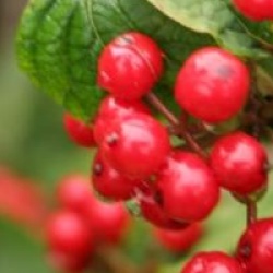 Viburnum wrightii 