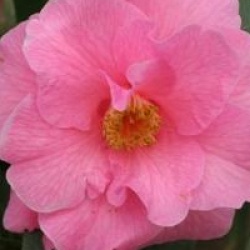 Camellia x williamsii 'Brigadoon'