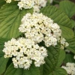 Viburnum wrightii 