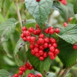 Viburnum wrightii 