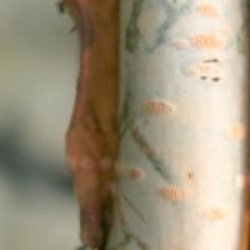 Betula ermanii 'Grayswood Hill'