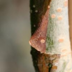 Betula ermanii 'Grayswood Hill'