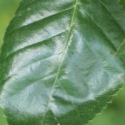 Betula ermanii 'Grayswood Hill'