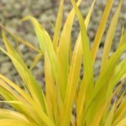 Hakonechloa macra 'All Gold'  - Hakonechloa All Gold