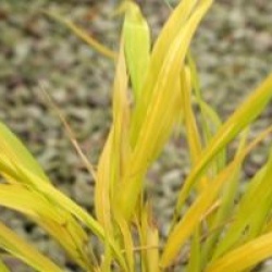 Hakonechloa macra 'All Gold' 