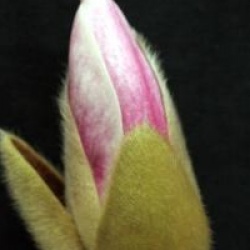 Magnolia 'Dan Xin'