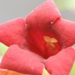 Campsis radicans