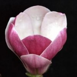 Magnolia 'Dan Xin' - Magnolia Fragrant Cloud