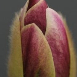 Magnolia 'Dan Xin'