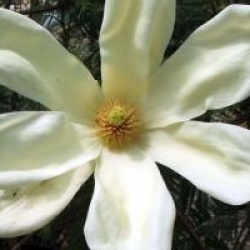 Magnolia 'Fei Huang'
