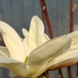 Magnolia 'Fei Huang'