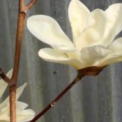 Magnolia 'Fei Huang'
