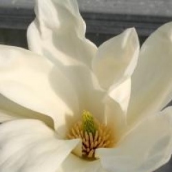 Magnolia 'Fei Huang'