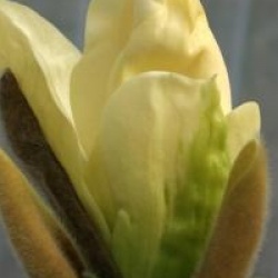 Magnolia 'Fei Huang'