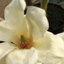 Magnolia 'Fei Huang'