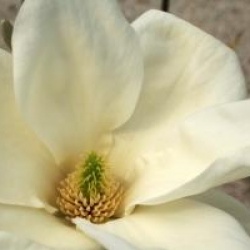 Magnolia 'Fei Huang'