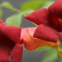 Campsis radicans - Bignone de Virginie