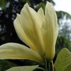 Magnolia Elisabeth