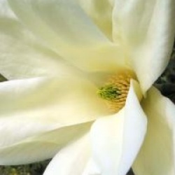 Magnolia 'Elisabeth'
