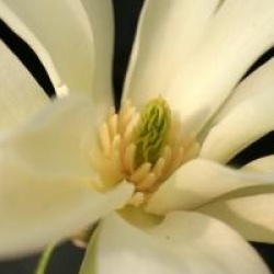 Magnolia 'Gold Star' 