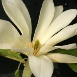 Magnolia 'Gold Star' 