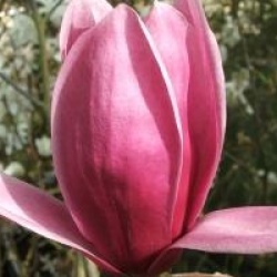 Magnolia 'Shirazz' - Magnolia Shirazz