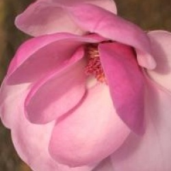 Magnolia 'Sweet Valentine'