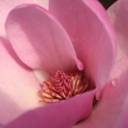 Magnolia 'Sweet Valentine'