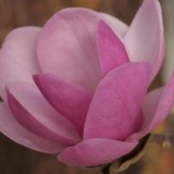 Magnolia 'Sweet Valentine'