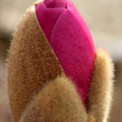 Magnolia 'Sweet Valentine'