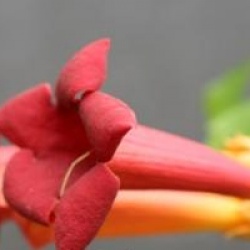 Campsis radicans