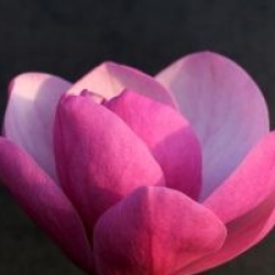 Magnolia 'Sweet Valentine'