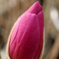 Magnolia 'Sweet Valentine'