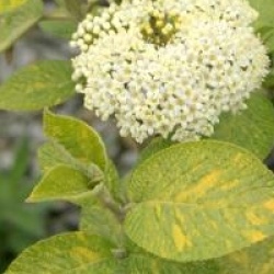 Viorne cotonneuse panach�