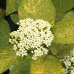 Viburnum lantana 'Variefolium' 