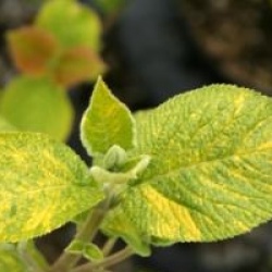 Viburnum lantana 'Variefolium' 