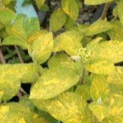 Viburnum lantana 'Variefolium' 