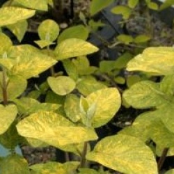 Viburnum lantana 'Variefolium' 
