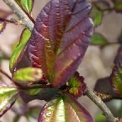 Parrotia persica Persian Spire � 'Jlpn01'