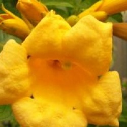 Campsis radicans 'Flava'