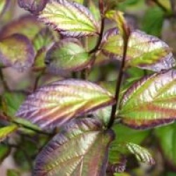Parrotia persica Persian Spire � 'Jlpn01' - Parrotie de Perse Persian Spire
