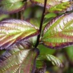 Parrotia persica Persian Spire � 'Jlpn01'