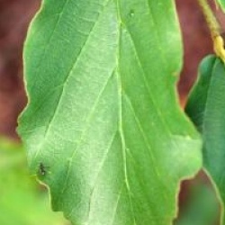 Parrotia persica 'Fastigiata' - Parrotia persica 'Fastigiata'