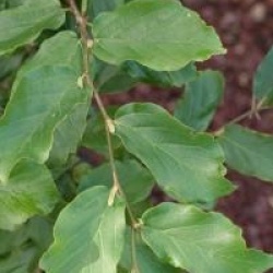 Parrotia persica 'Fastigiata'