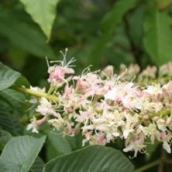 Aesculus californica